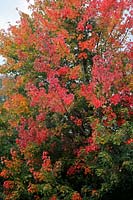 Acer saccharinum - autumn colour