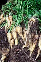 Daucus carota - Carrot 'CrÃªme de Lite'