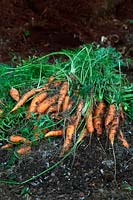 Daucus carota - Carrot 'Chantenay 2 - Red Cored'
