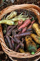 Daucus carota - Carrots -  'Yellowstone', 'Atomic Red' 'CrÃªme de Lite', and 'Purple Haze'