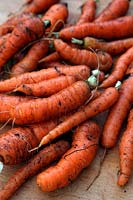 Daucus carota - Carrots  'Chantenay Red Cored'