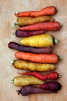 Daucus carota - Carrots  from top - Autumn King, Jaune de Doubs, Atomic Red, Purple Dragon, Solar Yellow, Purple Haze, Chantenay 2, Yellowstone, Red Samurai, CrÃªme de Lite, Cosmic Purple, Purple Rain