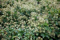 Hedera helix - Arborescent Ivy in flower during autumn
