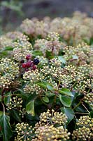 Hedera helix - Arborescent Ivy in flower during autumn