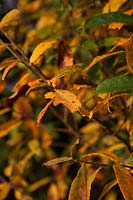 Salix triandra - Black Maul - Almond Willow - autumn colour
