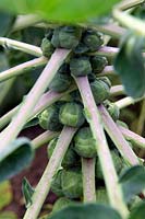 Brussels Sprouts - Brassica oleracea 'Crispus'