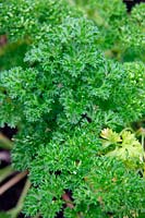 Petroselinum crispum 'FrisÃ©e Verte FoncÃ©' - Parsley