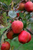 Apple - Malus domestica 'Adam's Pearmain'