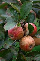 Apple - Malus domestica 'Ashmead's Kernel' - particularly red fruits