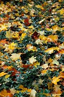 Fallen leaves of Acer cappadocicum 'Aureum' lying on Vinca minor 'Argenteovariegata'