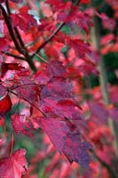 Acer rubrum 'Brandywine' in autumn