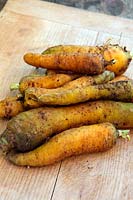Home grown garden carrots - Daucus carota 'Yellowstone'