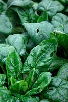 Spinacia oleracea Spinach 'Amazon'