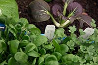 Growing Coriander - Coriandrum sativum and Spinach - Spinacia oleracea 'Red Cardinal' in old reused fruit container