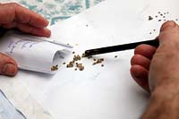 Preparing home saved vegetable seed - tomato seed pulp is fermented for a few days in water, then filtered and allowed to dry on an old enveloped - when dry the seeds are scraped off and packeted