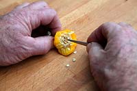 Preparing home saved vegetable seed - Capsicum sweet yellow pepper seed is separated with a pencil or tweezers and stored in packets prior to sowing. Commercial crops have little opportunity to cross pollinate so very cost effective and productive plants result from the seedlings of peppers grown from shop bought fruit