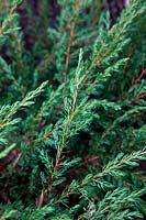 Juniperus communis 'Repanda' AGM