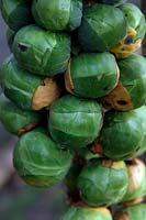 Brussels Sprouts - Brassica oleracea 'Brigitte'