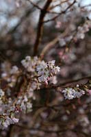 Prunus x subhirtella 'Autumnalis Rosea' in a mild spell during January