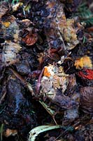 Earthworms in partly digested home compost - shown in a bin as compost is turned