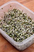 Mung bean sprouts - Vigna radiata - sprouted at home from dried beans in a food storage container