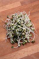Mung bean sprouts - Vigna radiata - sprouted at home from dried beans in a food storage container