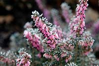 Erica x darleyensis 'Lucie' with hoar frost in late winter
