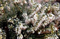 Erica x darleyensis 'Katia' with frost on flowers
