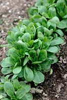 Valerianella locusta 'Pulsar' Corn salad or Lambs lettuce in March
