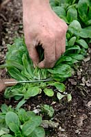 Valerianella locusta 'Pulsar' Corn salad or Lambs lettuce being harvested in March