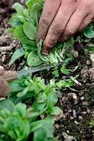 Valerianella locusta 'Pulsar' Corn salad or Lambs lettuce being harvested in March