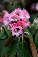 Rhododendron rex subsp. fictolacteum