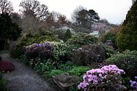 Chiffchaffs Garden, Bourton, Dorset - Foreground - Rhododendron 'Phalarope', Skimmia 'Kew Green' and Rhododendron 'Saint Breward'