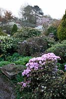 Chiffchaffs Garden, Bourton, Dorset - Foreground - Rhododendron 'Phalarope', Skimmia 'Kew Green' and Rhododendron 'Saint Breward'
