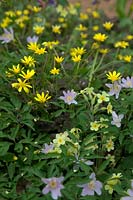 Anemone nemerosa 'Robinsoniana' AGM - Windflower with Primula vulgaris - Primrose and Ranunculus ficaria 'Brazen Hussy' - Bronze Celandine