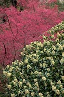 Skimmia laureola with new foliage on Acer palmatum 'Corralinum'