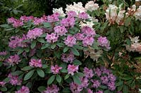 Rhododendron 'Susan' with Rhododendron 'Loderi King George' AGM