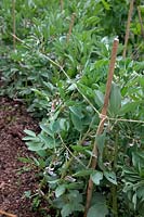 Broad Bean - Vicia faba 'Witkeim Manita' AGM which have just been supported with canes and twine