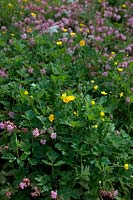 Common Garden Weeds- Creeping Buttercup - Ranunculus repens threatens to overwhelm Geranium macrorrhizum 'Ingwersen's Variety' AGM