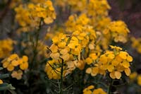 Erysimum 'Dawn Breaker'