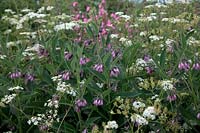 Symphitum x uplandicum - Comphrey growing among wildflowers at roadside including Cow Parsley Anthriscus sylvestris