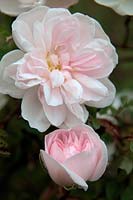 Rosa 'Stanwell Perpetual' scotch briar shrub rose