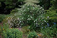 Shrub Roses - Rosa 'Stanwell Perpetual' and R. 'Blanc Double de Coubert'