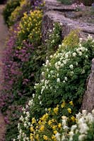North facing wall planted with Corydalis, Campanula and Geranium at RHS Garden Wisley, UK