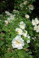 Shrub Rose - Rosa 'Nevada'