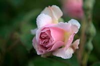 Shrub Rose - Rosa 'Felicia' with early morning dew