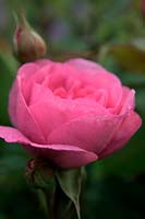 Shrub Rose - Rosa 'Gertrude Jekyll' with early morning dew