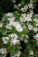 Rosa 'Nevada' shrub rose