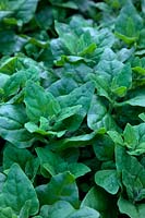 Tetragonia tetragonioides - New Zealand spinach, Warrigal greens, kokihi'  - Maori language - , sea spinach, Botany Bay spinach, tetragon and Cook's cabbage