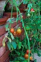 Solanum lycopersicum - Tomato 'Red Alert' growing in a conservatory